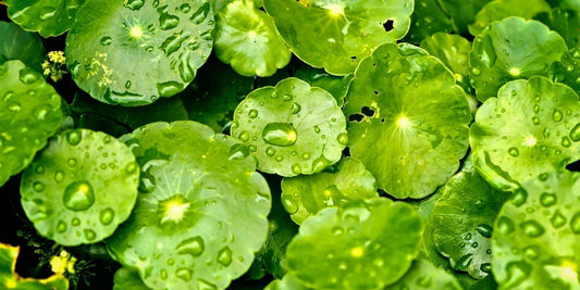 Centella Asiatica: Perfect Care for Sensitive Skin